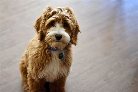 Multigenerational Australian Labradoodle Apricot With White Markings