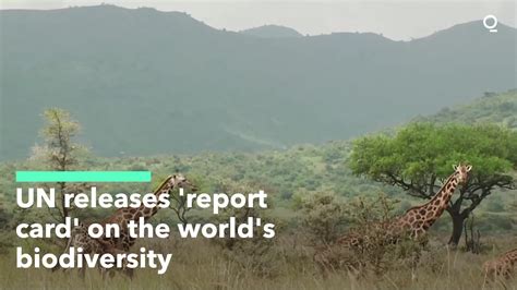 Un Releases Report Card On Worlds Biodiversity Biodiversity 🌏