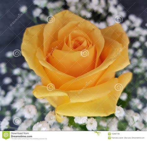 Yellow Rose For Love Message Stock Photo Image Of Yellow Decoration