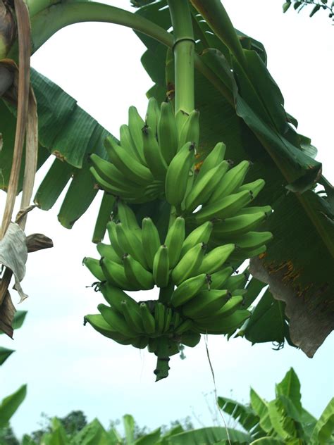 Free Banana Cluster Stock Photo