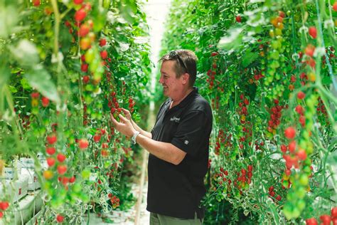 The Story Behind Tomz Tomatoes Naturefresh Farms