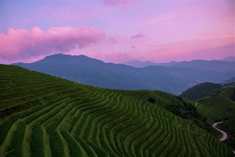 Rice Fields In Pingan Village China Rbackpacking