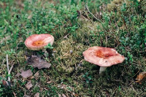 Premium Photo Russula Mushroom In The Forest Bright Red Colored