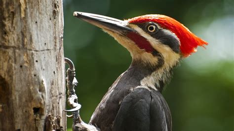 Fondos De Pantalla Aves Naturaleza Fauna Silvestre Pico Pájaros