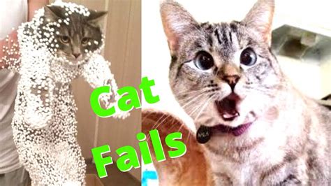 Funny Cat Fails Try Not To Laugh Funny Cats Club 1 Youtube