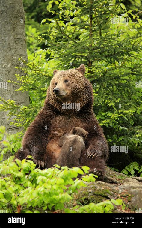 European Brown Bear Ursus Arctos Arctos Bearess Sucking Bear Cub In