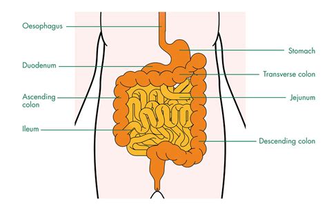 The Small Intestine Structure Of The Small Intestine