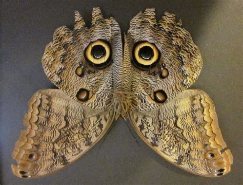 Owl Butterfly Wing Paterns Mimic Owls Eyes Butterflies In Their Adult