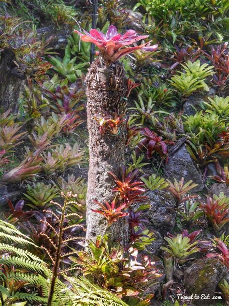 Bromeliads Eden Garden Auckland New Zealand Travel To Eat Garden
