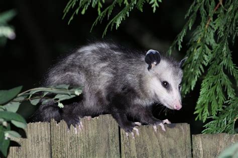 Opossums Atlanta Pest Control Opossum Possum Animal Behaviorist