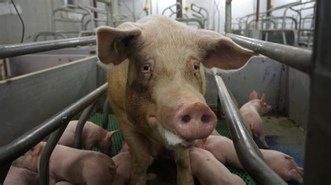 Hellish Conditions On Austrian Pig Farm Exposed In Shocking Footage