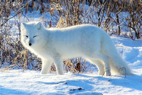 Norway And Sweden Join Forces To Save Arctic Fox Lonely Planet
