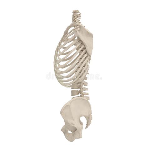 Male Torso Skeleton On White 3d Illustration Stock Illustration