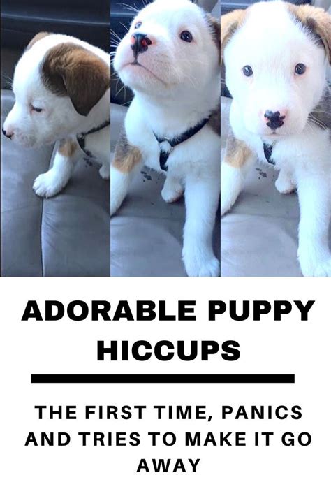 Hiccups In Dogs Puppies Stom