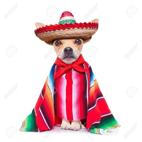 Create Meme A Dog In A Sombrero Meme Chihuahua Dog Pictures Meme