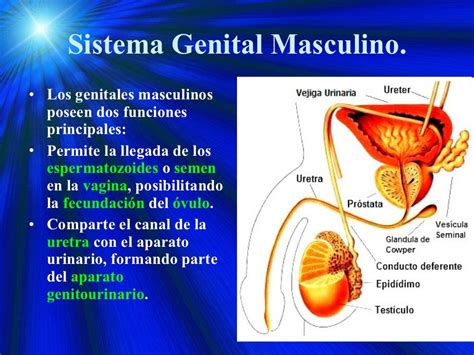 Sistema Reproductor Masculino Y Femenino 2009