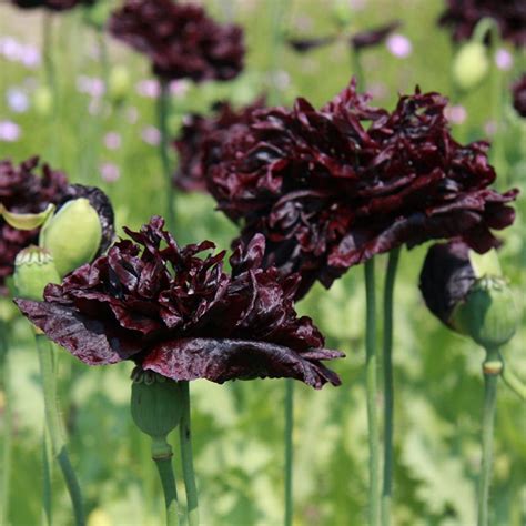 Opium Poppy Black Paeony Papaver Somniferum De Bolster Organic Seeds