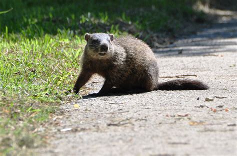 Things We Love Those Layabout Woodchucks Forest Preserve District Of Will County