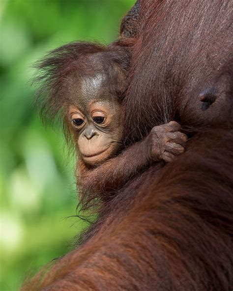 Paige Madison On Twitter Rt Mogenstrolle Orangutan Infant Clinging