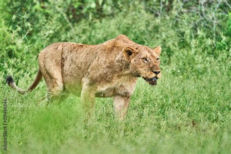 Lioness Prowling Through The Grass Stock Photo Adobe Stock