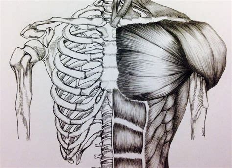 Torso Bone Muscle Study By Billydoubleu On Deviantart Body Sketches Bone Drawing Human Skull