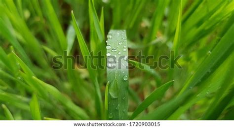Green Fresh Grass Ryegrass Long Narrow Stock Photo 1720903015