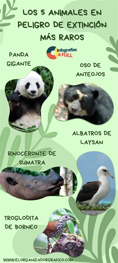 ᐈ Infografías De Animales En Peligro De Extinción