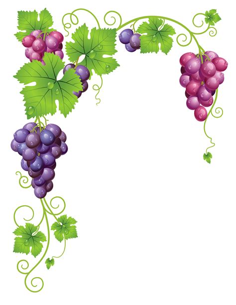 Transparent Vine Decor Png Clipart Picture Виноградные лозы Виноград