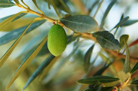 Single Olive Free Stock Photo Public Domain Pictures