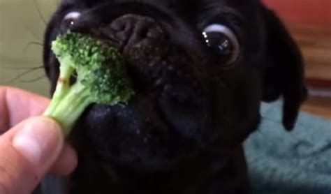 Dog Eating Broccoli Funny Dogs Gallery
