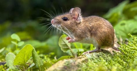 Vole Vs Mouse Key Differences A Z Animals