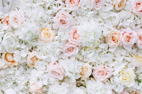 Flowers Wall Background White Roses High Quality Nature Stock Photos