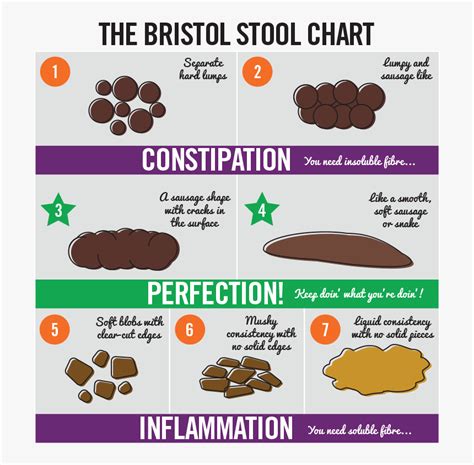 Bristol Stool Chart Printable