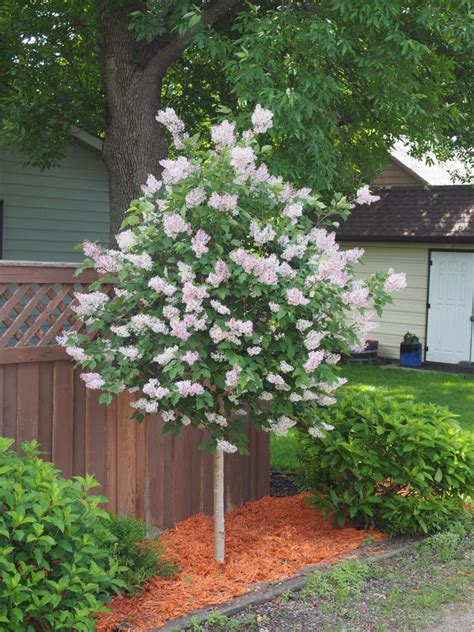 Showy, fragrant flowers, attracts wildlife such as hummingbirds and butterflies. miss kim lilac tree | Redwood Falls Nursery