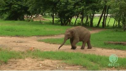 Elephant Cat Park Meets Nature Happens Adorable