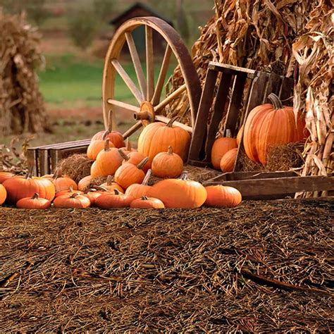 Laeacco Autumn Rural Farm Pumpkins Wheel Haystack Scene Photography