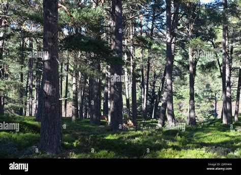 Caledonian Pine Forests Along The Clais Fhearnaig Circuit In The