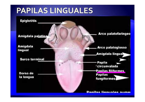 Maybe you would like to learn more about one of these? Anatomía de la lengua - Monografias.com