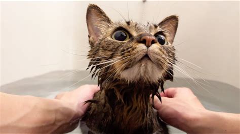 飼い主と一緒に入る、お風呂が大好きな猫 Youtube