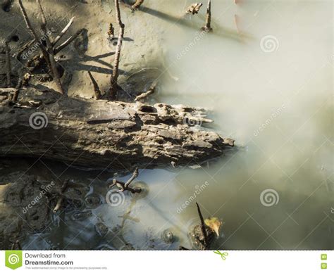 Dead Tree Branch Fading Into Swamp Surface Stock Photo Image Of Dead