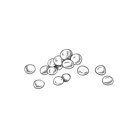 Hand Drawn Round Mustard Seeds Sketch Style Vector Illustration Stock