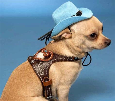 Pin By The Pet Matchmaker On For My Dog Funny Hats