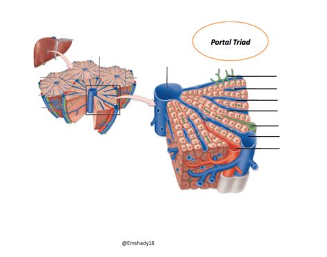 Branch of the vagus nerve. Portal Triad-Liver Anatomy