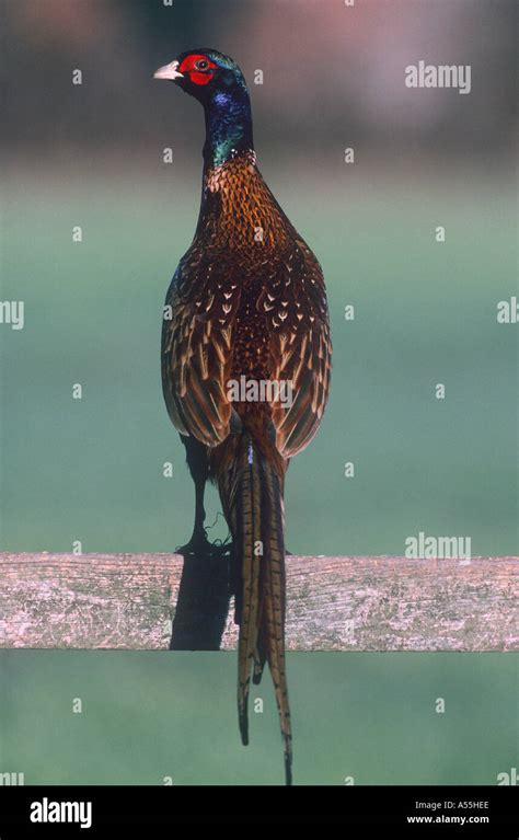 Pheasant Fencing Hi Res Stock Photography And Images Alamy