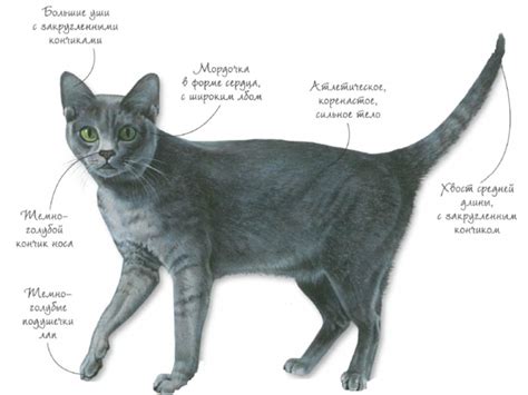 Как узнать породу котенка по окрасу