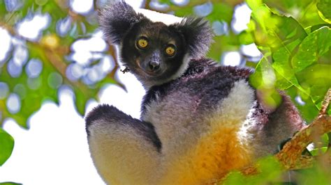 Back From The Brink Lemurs Of Madagascar