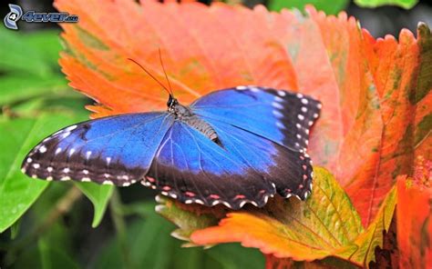 Farfalla Blu