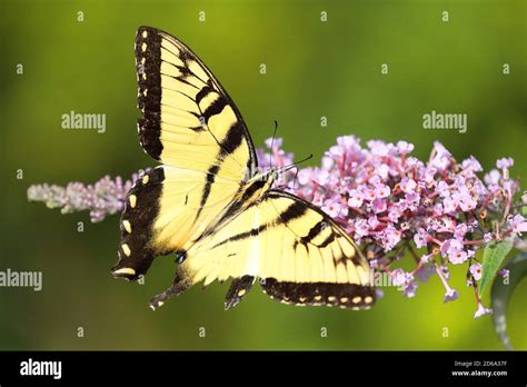 Top View Of Eastern Tiger Swallowtail Butterfly Papilio Glaucus