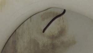 We did not find results for: Worm in Toilet is Likely a Millipede - All About Worms