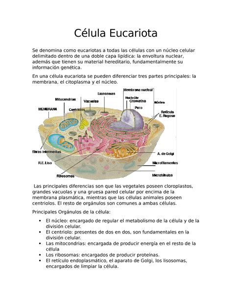 Célula Eucariota Descripción Célula Eucariota Se Denomina Como